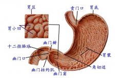 注意飲食小習慣，保護好自己的胃